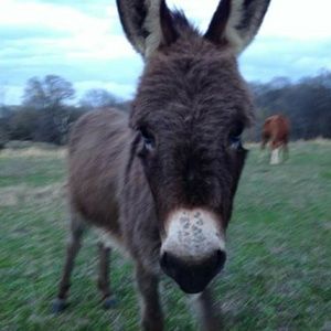 Meet your Posher, Alan